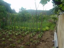 Φασόλια πιπεριές κρομμύδια και άλλα ζαρζαβατικά έχουμε φυτέψει τον μπαχτσέ μας.